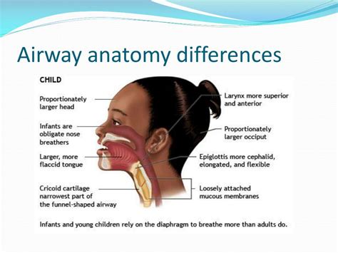 Adult Airway Drowning Near Drowning; Adult Airway Foreign Body Airway Obstruction; Adult Airway Reactive Airway Disease; Tracheostomy Tube Emergencies; Adult Cardiac Section. . Narrow airway in adults